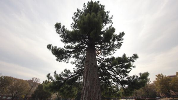 Top-rated tree surgeons in Aberdeen: choose the best for you