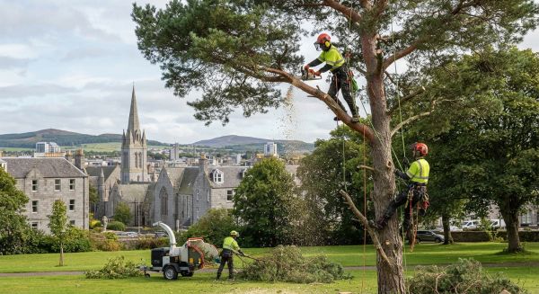 Top-rated tree surgeons in Aberdeen: choose the best for you